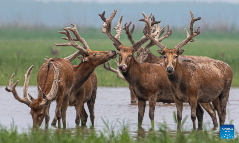 This photo taken on April 24, 2026 shows milu deer at Shishou Milu Deer National Nature Reserve in central China's Hubei Province. (Xinhua/Wu Zhizun)