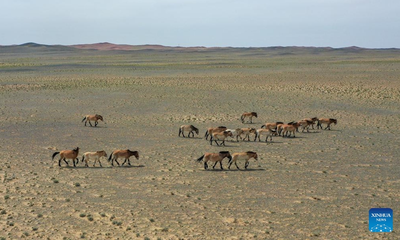 An aerial drone photo taken on April 22, 2026 shows Przewalski's horses released into the wild in the Kalamaili Nature Reserve in northwest China's Xinjiang Uygur Autonomous Region.

