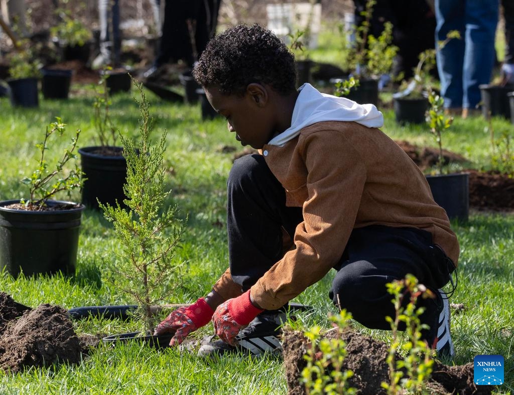 A boy participates in a tree planting event at a park in Toronto, Canada, April 22, 2026. The City of Toronto held a tree planting event here on Wednesday to mark Earth Day, drawing more than 160 participants. (Photo by Zou Zheng/Xinhua)

