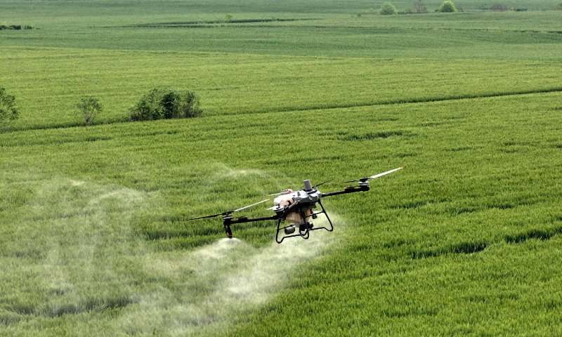 A farm-use drone sprays pesticides at wheat fields to control diseases in Mengcheng county, East China's Anhui Province, on April 29, 2026. Mengcheng county government recently deployed nearly 1,000 plant protection drones to help local farmers control pests and increase harvest. Photo: VCG