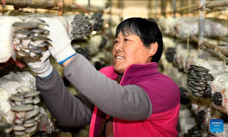A mushroom farmer harvests mushrooms in Huimin County, east China's Shandong Province, April 22, 2026. In recent years, Huimin County has gradually developed the mushroom industry into a distinctive sector that empowers rural revitalization. (Xinhua/Guo Xulei)

