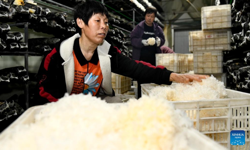 Mushroom farmers sort mushrooms in Huimin County, east China's Shandong Province, April 22, 2026. In recent years, Huimin County has gradually developed the mushroom industry into a distinctive sector that empowers rural revitalization. (Xinhua/Guo Xulei)


