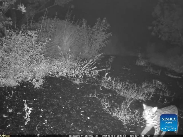 This undated screenshot from a video clip taken by an infrared camera shows a leopard cat walking through Kunpeng Trail No. 1 Bridge in Shenzhen, south China's Guangdong Province. In recent years, Shenzhen has explored a distinctive path for biodiversity conservation in urban areas by developing ecological trails, building eco-friendly facilities and implementing refined ecological management. These efforts have reserved sufficient space for wildlife habitats and migration routes, creating dual trails to support the harmonious coexistence of humans and wildlife. (Xinhua)

