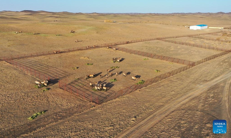 An aerial drone photo taken on April 21, 2026 shows Przewalski's horses waiting to be released into the wild at a monitoring station in the Kalamaili Nature Reserve in northwest China's Xinjiang Uygur Autonomous Region.

