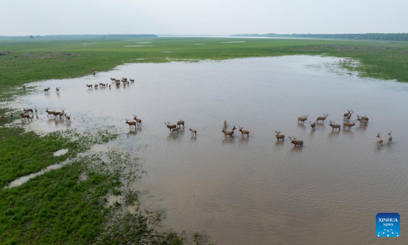 An aerial drone photo taken on April 23, 2026 shows milu deer at Shishou Milu Deer National Nature Reserve in central China's Hubei Province. Yang Tao, a wildlife conservation specialist at Shishou Milu Deer National Nature Reserve, has spent 15 years in protecting milu deer along the Yangtze River. Photo: Xinhua