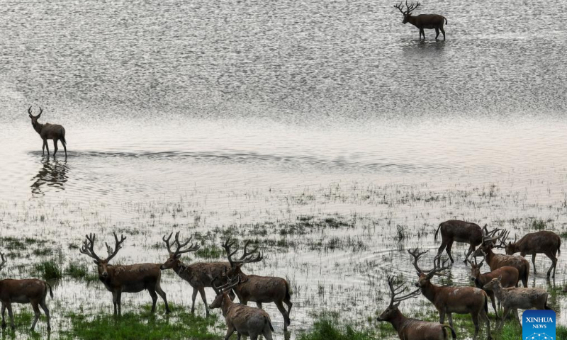 An aerial drone photo taken on April 23, 2026 shows milu deer at Shishou Milu Deer National Nature Reserve in central China's Hubei Province. (Xinhua/Wu Zhizun)