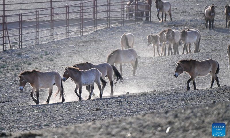 This photo taken on April 21, 2026 shows Przewalski's horses at a monitoring station in the Kalamaili Nature Reserve in northwest China's Xinjiang Uygur Autonomous Region.

