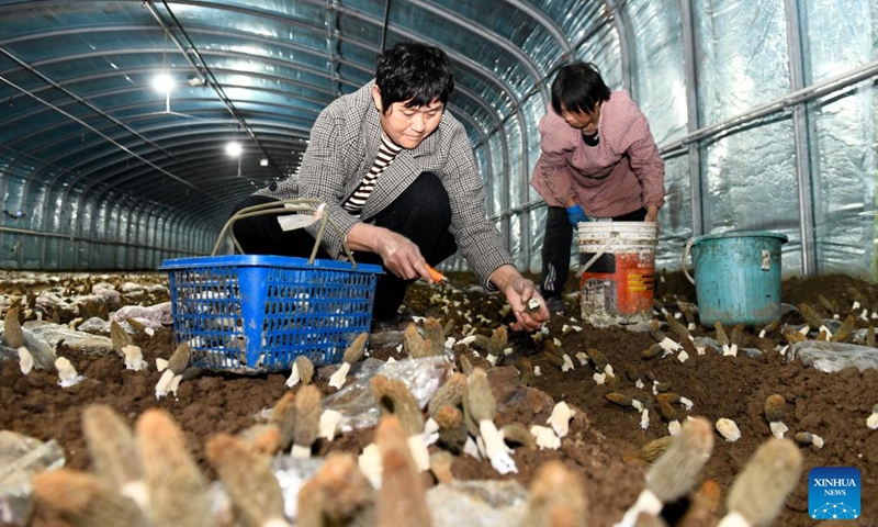 Mushroom farmers harvest mushrooms in Huimin County, east China's Shandong Province, April 22, 2026. In recent years, Huimin County has gradually developed the mushroom industry into a distinctive sector that empowers rural revitalization. (Xinhua/Guo Xulei)

