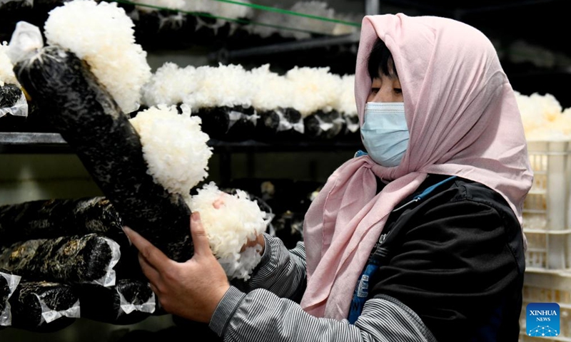 A mushroom farmer harvests mushrooms in Huimin County, east China's Shandong Province, April 22, 2026. In recent years, Huimin County has gradually developed the mushroom industry into a distinctive sector that empowers rural revitalization. (Xinhua/Guo Xulei)

