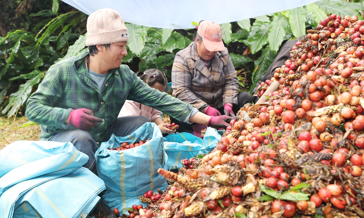 Local farmers harvest fresh Amomum Tsao-ko, a ginger-like Chinese herb, in the rain in Fugong County, Nujiang Lisu Autonomous Prefecture, Yunnan Province, on November 6, 2025. Photo: VCG