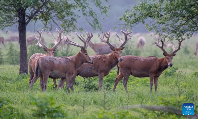 This photo taken on April 23, 2026 shows milu deer at Shishou Milu Deer National Nature Reserve in central China's Hubei Province. (Xinhua/Du Zixuan)