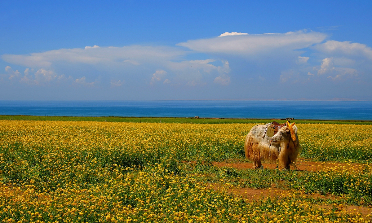 A picturesque view of the Qinghai Lake National Nature Reserve in Qinghai Province Photo: VCG