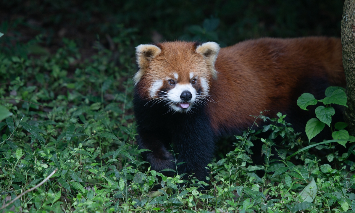 A red panda is seen at the panda base in Chengdu, Southwest China's Sichuan Province, in September 2025. Photo: Shan Jie/GT