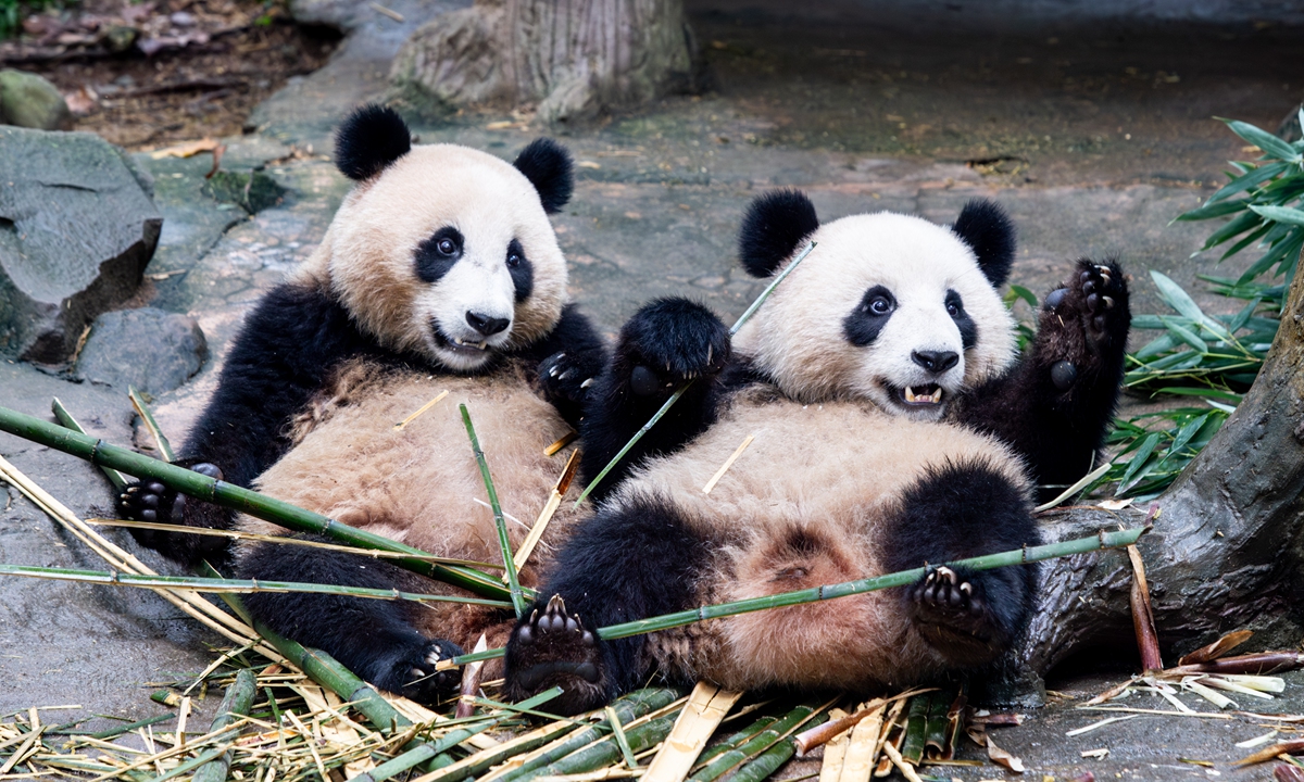 Giant pandas Zi Rui (left) and Ao Ke feed on bamboo at the Dujiangyan base of the China Conservation and Research Center for Giant Panda in Dujiangyan, Southwest China's Sichuan Province in September 2025. Photo: Shan Jie/GT