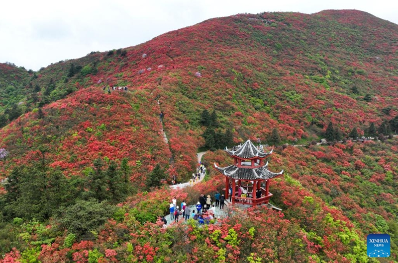 An aerial drone photo taken on April 23, 2026 shows tourists viewing azalea flowers at Longquan Mountain in Danzhai County, southwest China's Guizhou Province. (Photo by Yang Wukui/Xinhua)
