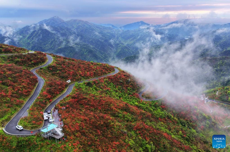 An aerial drone photo taken on April 23, 2026 shows a view of azalea flowers at a national forest park in Shuangpai County, Yongzhou City, central China's Hunan Province. (Photo by Cao Zhengping/Xinhua)