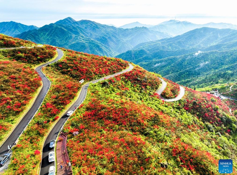 An aerial drone photo taken on April 23, 2026 shows a view of azalea flowers at a national forest park in Shuangpai County, Yongzhou City, central China's Hunan Province. (Photo by Zhou Xiuyuchun/Xinhua)