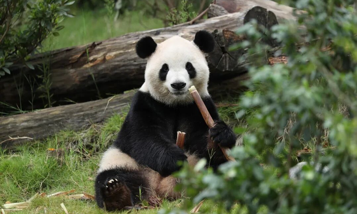 Giant Panda Fu Shuang file photo: China Wildlife Conservation Association