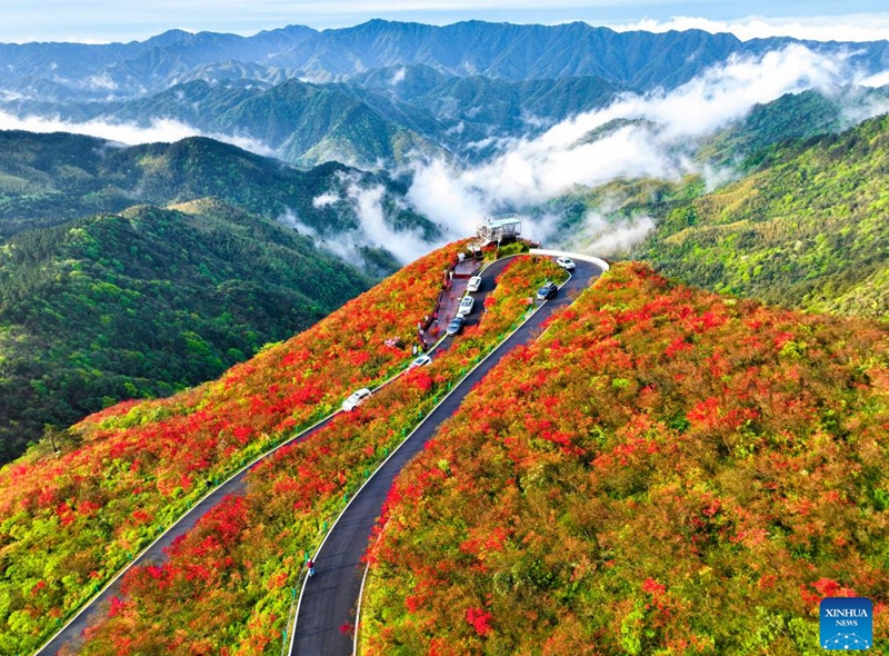 An aerial drone photo taken on April 23, 2026 shows a view of azalea flowers at a national forest park in Shuangpai County, Yongzhou City, central China's Hunan Province. (Photo by Zhou Xiuyuchun/Xinhua)