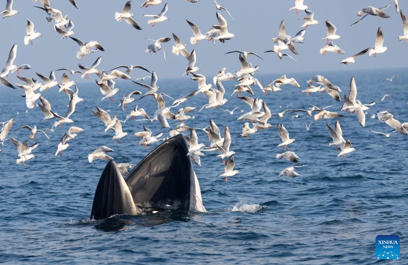A Bryde's whale is spotted off Weizhou Island in Beihai City, south China's Guangxi Zhuang Autonomous Region, Jan. 14, 2026. (Guangxi Academy of Sciences/Handout via Xinhua)