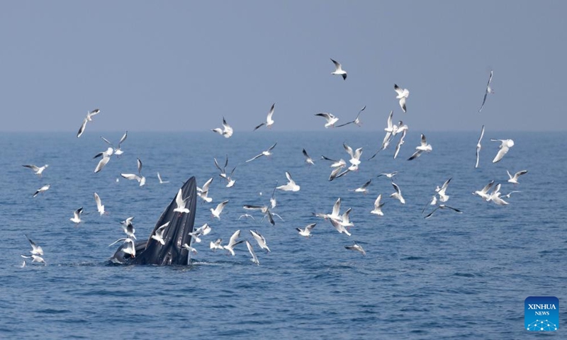 A Bryde's whale is spotted off Weizhou Island in Beihai City, south China's Guangxi Zhuang Autonomous Region, Jan. 13, 2026. (Guangxi Academy of Sciences/Handout via Xinhua)