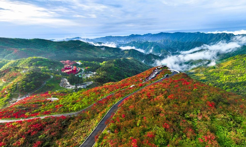 An aerial drone photo taken on April 23, 2026 shows a view of azalea flowers at a national forest park in Shuangpai County, Yongzhou City, central China's Hunan Province. (Photo by Zhou Xiuyuchun/Xinhua)