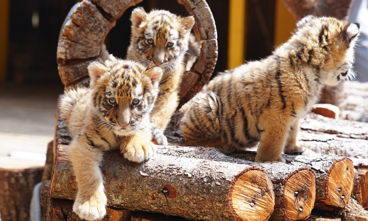 Newly-born tiger cubs, which have successfully completed their adaptation period, officially meet with visitors at Yunnan Wild Animal Park in Kunming, Southwest China's Yunnan Province, on April 24, 2026. Photo: CNS Photo