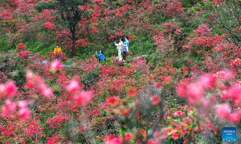 Tourists view azalea flowers at a national forest park in Shuangpai County, Yongzhou City, central China's Hunan Province, April 23, 2026. (Photo by Zhou Xiuyuchun/Xinhua)