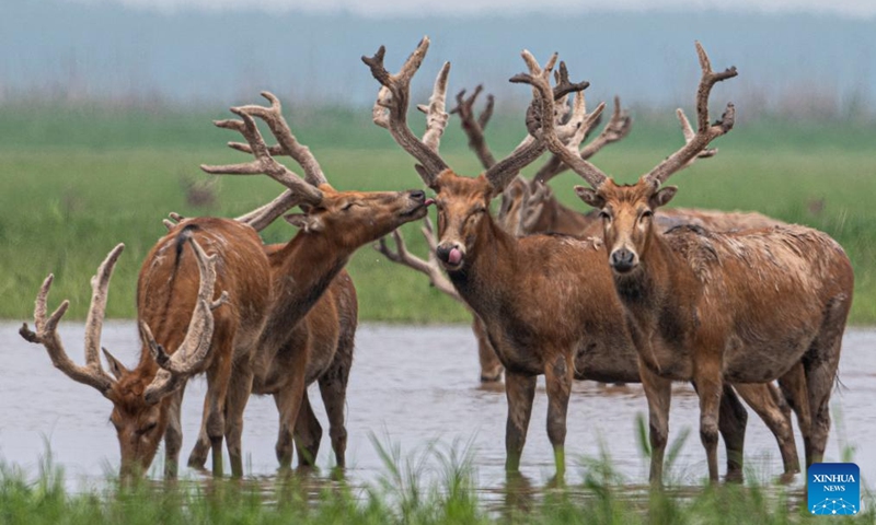 This photo taken on April 24, 2026 shows milu deer at Shishou Milu Deer National Nature Reserve in central China's Hubei Province. Close to the Yangtze River, the Shishou Milu Deer National Nature Reserve has a complete wetland ecosystem and vast pastureland, which is an ideal habitat for milu deer.

After years of efforts by protectors and continuous improvement of the local ecological environment, the population of milu deer at the nature reserve has reached 2,901 by the end of 2025. Photo: Xinhua