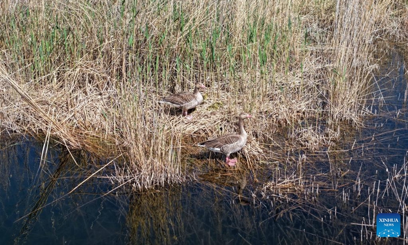 A drone photo taken on April 24, 2026 shows greylag geese perching in the reeds in the Qingtu Lake in Minqin County, northwest China's Gansu Province. As the temperature rises, various birds inhabiting in the Qingtu Lake have gradually entered the breeding season. Photo: Xinhua