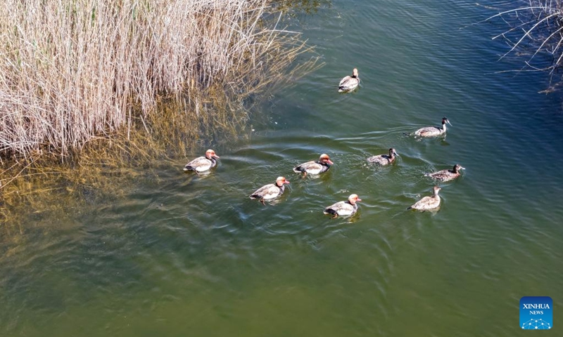 A drone photo taken on April 24, 2026 shows water birds foraging in the Qingtu Lake in Minqin County, northwest China's Gansu Province. As the temperature rises, various birds inhabiting in the Qingtu Lake have gradually entered the breeding season. Photo: Xinhua