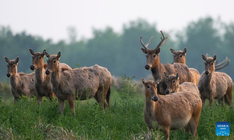 This photo taken on April 23, 2026 shows milu deer at Shishou Milu Deer National Nature Reserve in central China's Hubei Province. Close to the Yangtze River, the Shishou Milu Deer National Nature Reserve has a complete wetland ecosystem and vast pastureland, which is an ideal habitat for milu deer.

After years of efforts by protectors and continuous improvement of the local ecological environment, the population of milu deer at the nature reserve has reached 2,901 by the end of 2025.  Photo: Xinhua