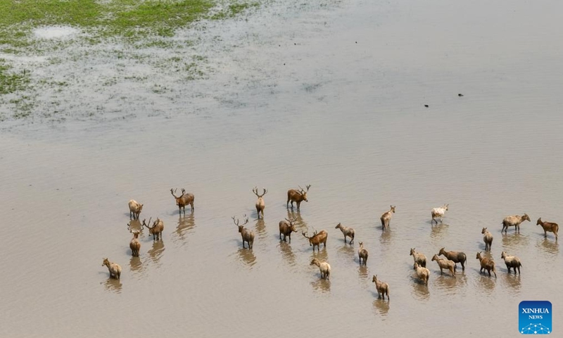 An aerial drone photo taken on April 24, 2026 shows milu deer at Shishou Milu Deer National Nature Reserve in central China's Hubei Province. Close to the Yangtze River, the Shishou Milu Deer National Nature Reserve has a complete wetland ecosystem and vast pastureland, which is an ideal habitat for milu deer.

After years of efforts by protectors and continuous improvement of the local ecological environment, the population of milu deer at the nature reserve has reached 2,901 by the end of 2025. Photo: Xinhua