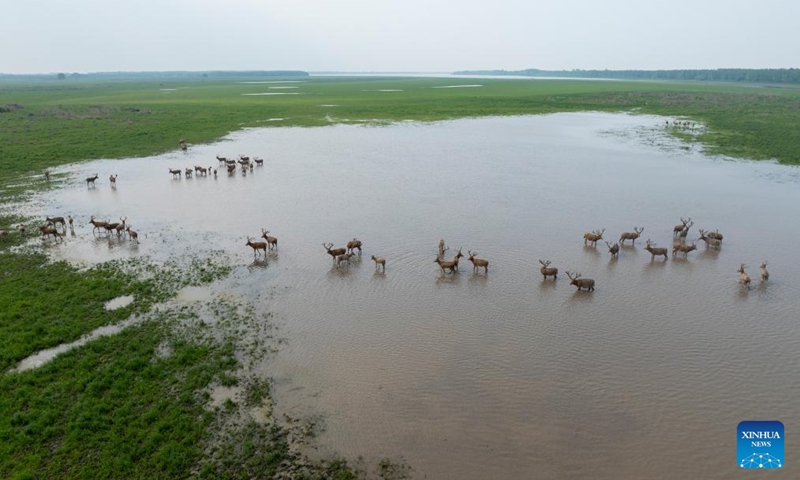 An aerial drone photo taken on April 23, 2026 shows milu deer at Shishou Milu Deer National Nature Reserve in central China's Hubei Province. Close to the Yangtze River, the Shishou Milu Deer National Nature Reserve has a complete wetland ecosystem and vast pastureland, which is an ideal habitat for milu deer.

After years of efforts by protectors and continuous improvement of the local ecological environment, the population of milu deer at the nature reserve has reached 2,901 by the end of 2025. Photo: Xinhua