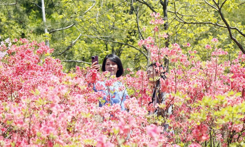 A tourist takes photos of flowers at a scenic spot in Ruyang County, central China's Henan Province, April 25, 2026. (Photo by Kang Hongjun/Xinhua)