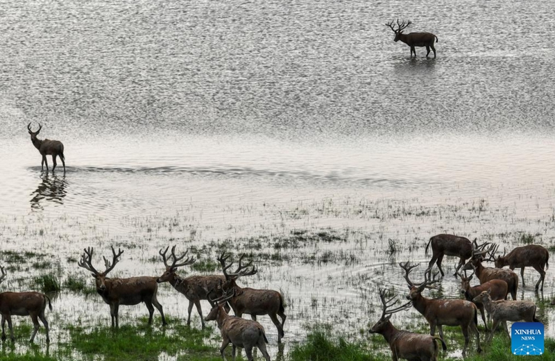 A drone photo taken on April 23, 2026 shows milu deer at Shishou Milu Deer National Nature Reserve in central China's Hubei Province. Close to the Yangtze River, the Shishou Milu Deer National Nature Reserve has a complete wetland ecosystem and vast pastureland, which is an ideal habitat for milu deer.

After years of efforts by protectors and continuous improvement of the local ecological environment, the population of milu deer at the nature reserve has reached 2,901 by the end of 2025. Photo: Xinhua