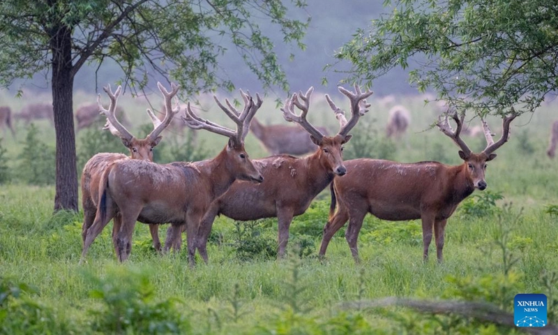 This photo taken on April 23, 2026 shows milu deer at Shishou Milu Deer National Nature Reserve in central China's Hubei Province. Close to the Yangtze River, the Shishou Milu Deer National Nature Reserve has a complete wetland ecosystem and vast pastureland, which is an ideal habitat for milu deer.

After years of efforts by protectors and continuous improvement of the local ecological environment, the population of milu deer at the nature reserve has reached 2,901 by the end of 2025. Photo: Xinhua