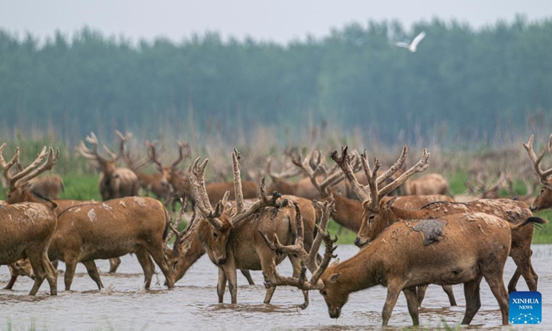 This photo taken on April 24, 2026 shows milu deer at Shishou Milu Deer National Nature Reserve in central China's Hubei Province. Close to the Yangtze River, the Shishou Milu Deer National Nature Reserve has a complete wetland ecosystem and vast pastureland, which is an ideal habitat for milu deer.

After years of efforts by protectors and continuous improvement of the local ecological environment, the population of milu deer at the nature reserve has reached 2,901 by the end of 2025. Photo: Xinhua