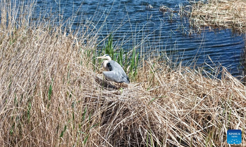 A drone photo taken on April 24, 2026 shows a grey heron and its chicks perching in the reeds in the Qingtu Lake in Minqin County, northwest China's Gansu Province. As the temperature rises, various birds inhabiting in the Qingtu Lake have gradually entered the breeding season. Photo: Xinhua
