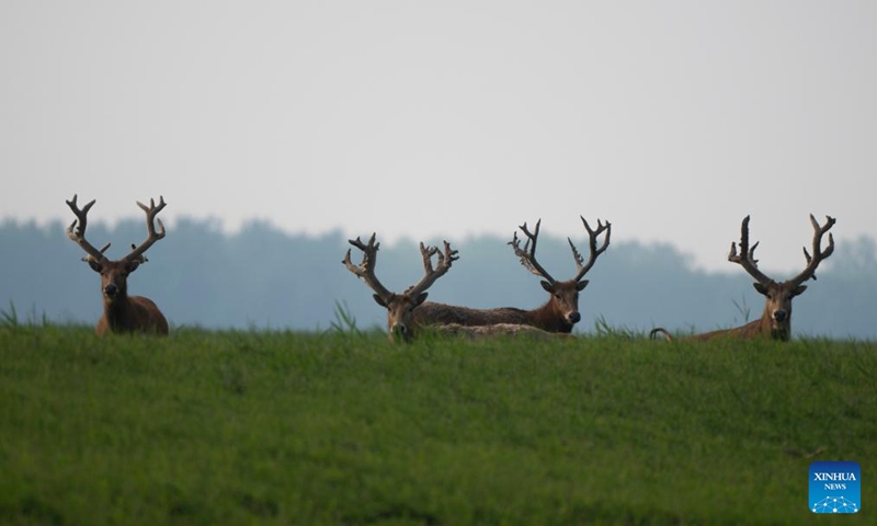 This photo taken on April 23, 2026 shows milu deer at Shishou Milu Deer National Nature Reserve in central China's Hubei Province. Close to the Yangtze River, the Shishou Milu Deer National Nature Reserve has a complete wetland ecosystem and vast pastureland, which is an ideal habitat for milu deer.

After years of efforts by protectors and continuous improvement of the local ecological environment, the population of milu deer at the nature reserve has reached 2,901 by the end of 2025. Photo: Xinhua