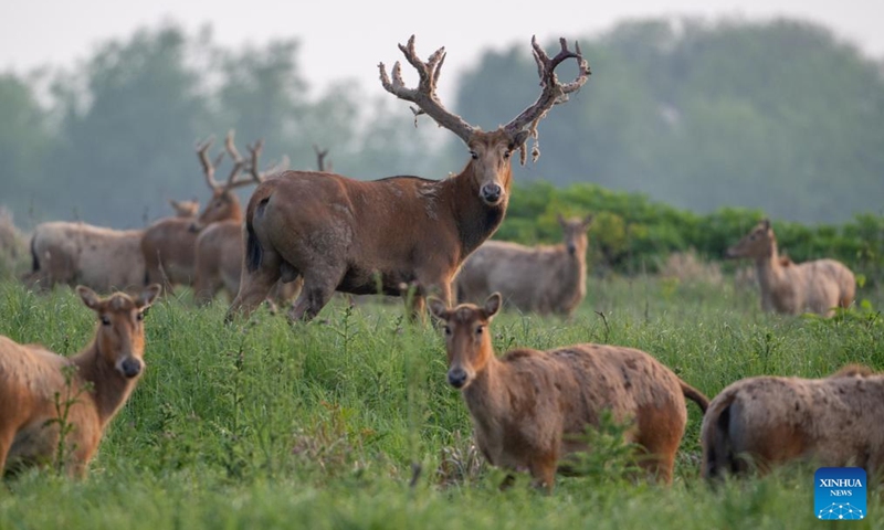 This photo taken on April 23, 2026 shows milu deer at Shishou Milu Deer National Nature Reserve in central China's Hubei Province. Close to the Yangtze River, the Shishou Milu Deer National Nature Reserve has a complete wetland ecosystem and vast pastureland, which is an ideal habitat for milu deer.

After years of efforts by protectors and continuous improvement of the local ecological environment, the population of milu deer at the nature reserve has reached 2,901 by the end of 2025. Photo: Xinhua