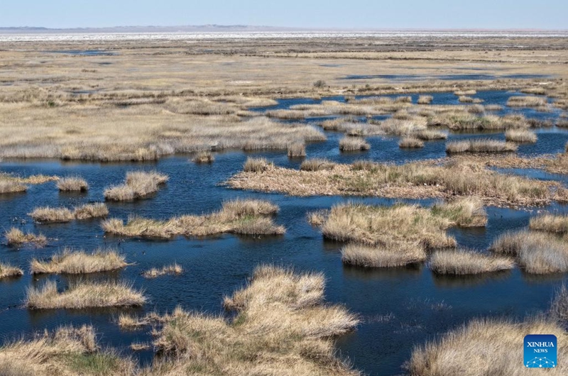 A drone photo taken on April 24, 2026 shows a view of the Qingtu Lake in Minqin County, northwest China's Gansu Province. As the temperature rises, various birds inhabiting in the Qingtu Lake have gradually entered the breeding season. Photo: Xinhua