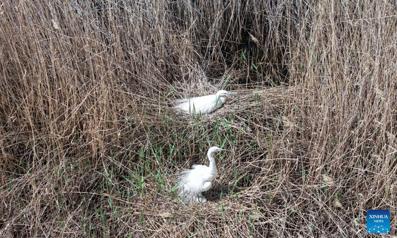 A drone photo taken on April 24, 2026 shows great egrets perching in the reeds in the Qingtu Lake in Minqin County, northwest China's Gansu Province. As the temperature rises, various birds inhabiting in the Qingtu Lake have gradually entered the breeding season. Photo: Xinhua