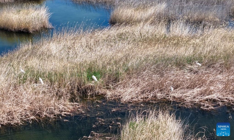 A drone photo taken on April 24, 2026 shows great egrets nesting in the reeds in the Qingtu Lake in Minqin County, northwest China's Gansu Province. As the temperature rises, various birds inhabiting in the Qingtu Lake have gradually entered the breeding season. Photo: Xinhua
