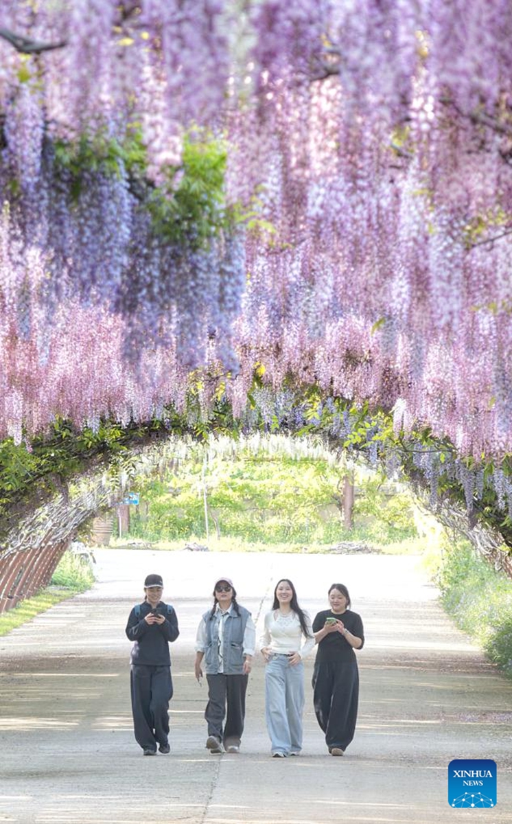 Tourists walk under flowers at a scenic spot in Nantong, east China's Jiangsu Province, April 24, 2026. (Photo by Xu Congjun/Xinhua)