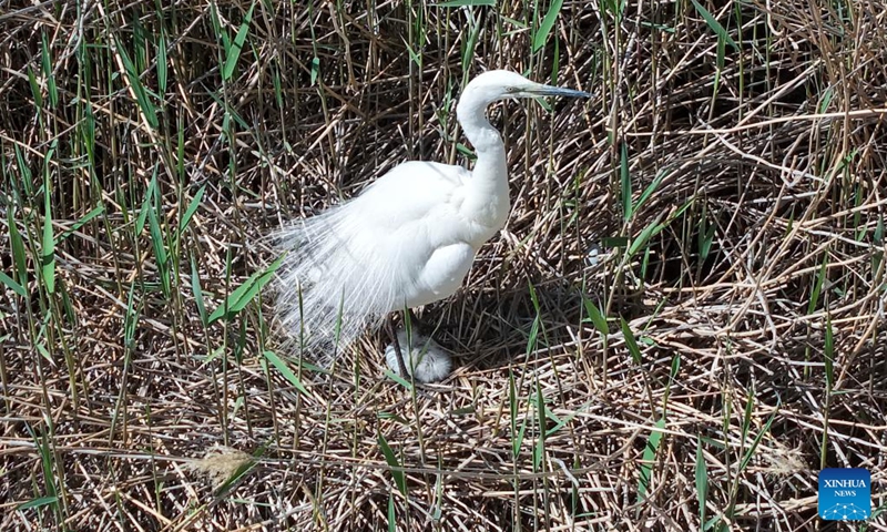 A drone photo taken on April 24, 2026 shows a great egret and its chicks perching in the reeds in the Qingtu Lake in Minqin County, northwest China's Gansu Province. As the temperature rises, various birds inhabiting in the Qingtu Lake have gradually entered the breeding season. Photo: Xinhua