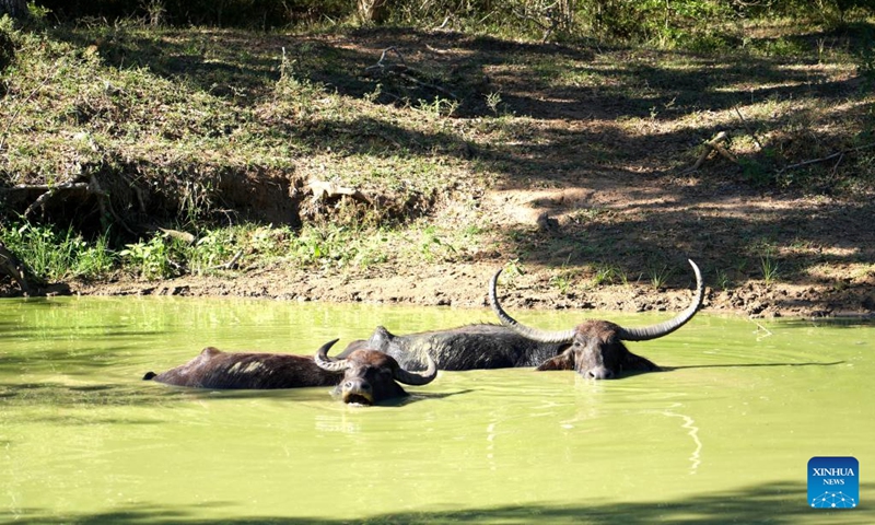 Buffalos rest in the water at Yala National Park in Yala, Sri Lanka, April 25, 2026. (Xinhua/Xu Han)