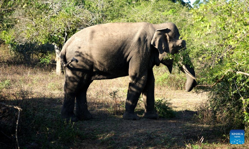 An elephant forages at Yala National Park in Yala, Sri Lanka, April 25, 2026. (Xinhua/Xu Han)