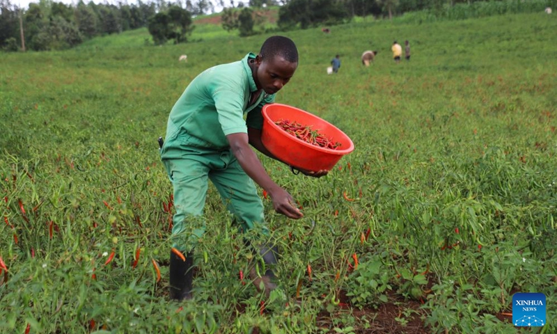 Farmer Emmanuel Bihoyiki picks chili pepper in Ibiza Village of Kayonza District in Eastern Province, Rwanda, April 14, 2026. (Xinhua/Ju Yinhe)