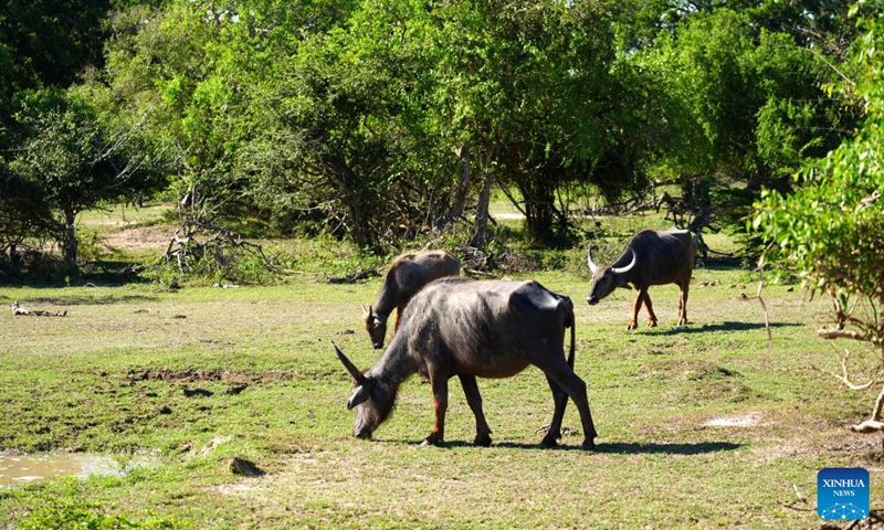 A herd of buffalos graze at Yala National Park in Yala, Sri Lanka, April 25, 2026. (Xinhua/Xu Han)